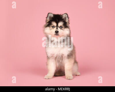 Cute pomsky puppy sitting and looking at the camera on a pink background Stock Photo