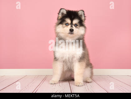 Cute pomsky puppy sitting and looking at the camera in a pink living room studio setting Stock Photo