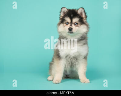 Cute pomsky puppy with blue eyes sitting on a turquoise blue background Stock Photo