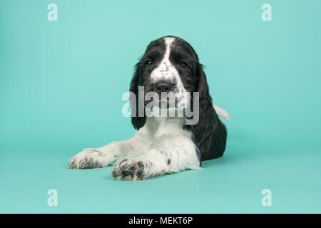 Cute black and white cocker spaniel puppy lying down looking at the camera on a turquoise blue background Stock Photo