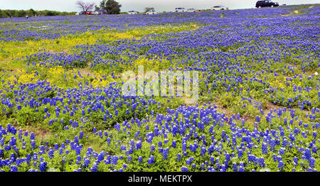 Texas bluebonnets in the countyside of Ennis,Texas. Stock Photo