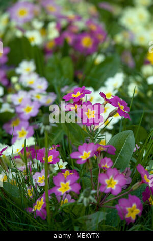 Primrose in garden Stock Photo