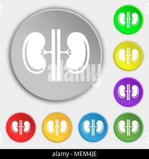 Kidneys icon sign. Symbol on eight flat buttons. Vector illustration Stock Vector