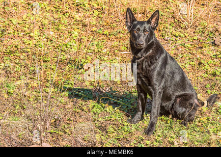 Portrait of a beautiful German Shepherd sitting on the grass. Stock Photo