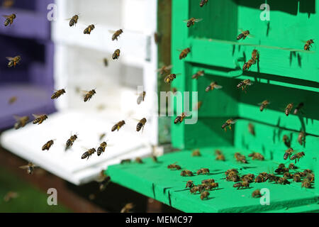 close up of flying honey bees in front of their hive Stock Photo