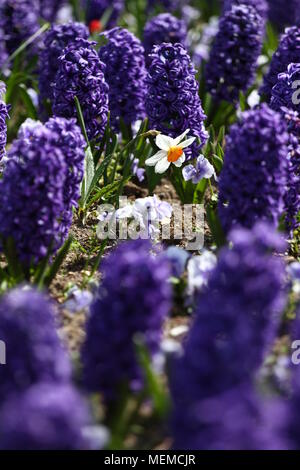 Hyacinth and narcissus (Daffodil ). Field of colorful spring flowers hyacinth on sunlight. Floral pattern. Background texture photo of hyacinth flower Stock Photo