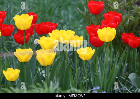 Tulips. Unique Colors Tulips On Sunlight. Tulip Wallpaper Background 