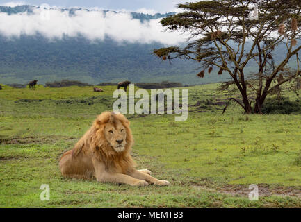 African male lion laying in Serengeti plains of Africa Stock Photo