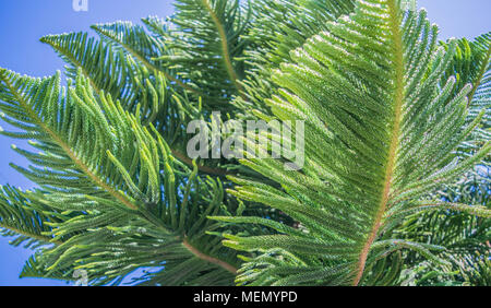 Looking up at wispy green Norfolk Pine branches, with a deep blue sky, in the background Stock Photo