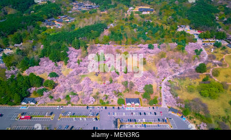 Aerial view of Gyeongju city during Spring season, South Korea. Stock Photo