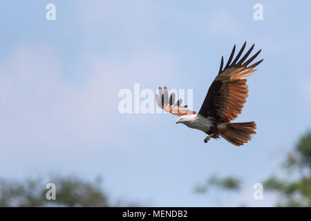 The brahminy kite (Haliastur indus), also known as the red-backed sea-eagle, is a medium-sized bird of prey in the family Accipitridae. Stock Photo