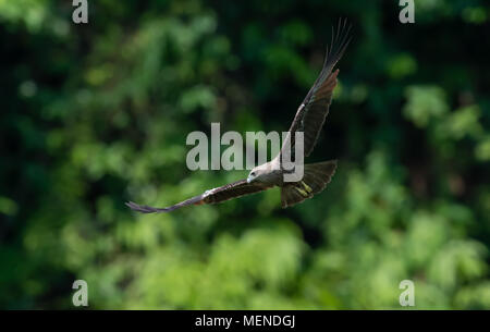 Juvenile brahminy kite (Haliastur indus), also known as the red-backed sea-eagle, is a medium-sized bird of prey in the family Accipitridae. Stock Photo