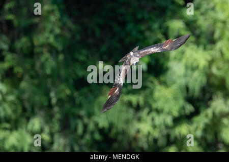 Juvenile brahminy kite (Haliastur indus), also known as the red-backed sea-eagle, is a medium-sized bird of prey in the family Accipitridae. Stock Photo