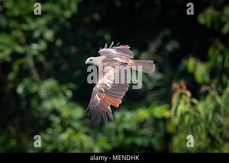 Juvenile brahminy kite (Haliastur indus), also known as the red-backed sea-eagle, is a medium-sized bird of prey in the family Accipitridae. Stock Photo