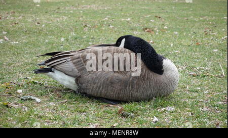 Canadian Goose, Geese, Ducks in the park. Various poses (sleeping, walking, drinking, eating, squacking, and so forth). Outdoor landscape in spring. Stock Photo