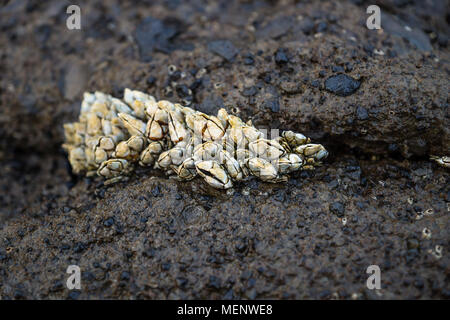 Clams sticking at the lava cliffs with black stones at Yongmeori Beach, Sanbang-ro, Jeju Island, South Korea Stock Photo
