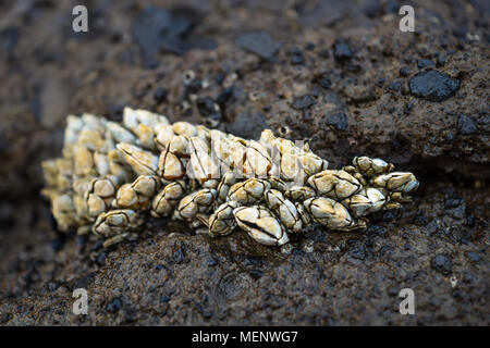 Seashells sticking at the lava cliffs with black stones at Yongmeori Beach, Sanbang-ro, Jeju Island, South Korea Stock Photo