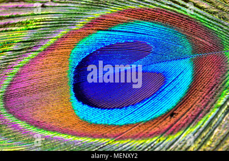 peacock feather top view Stock Photo