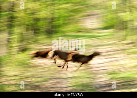 Running deers in spring forest Stock Photo