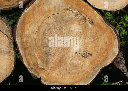 Tree Rings Scotts Pine, cross section pattern by Malcolm Buckland, Design Eleven Stock Photo