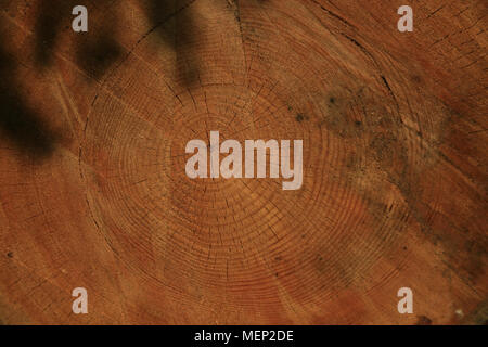 Wood texture, wood grain, tree rings, Scotts Pine by Malcolm Buckland, Design Eleven Stock Photo
