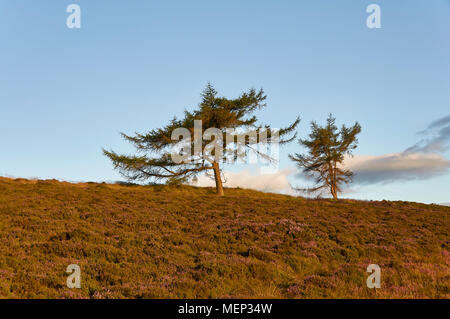 Scots Pines on the heather filled slope of the Brown Caterthun Pictish Hill Fort near Edzell, in Angus, Scotland. Stock Photo