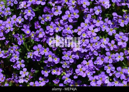 Closeup of aubretia Stock Photo