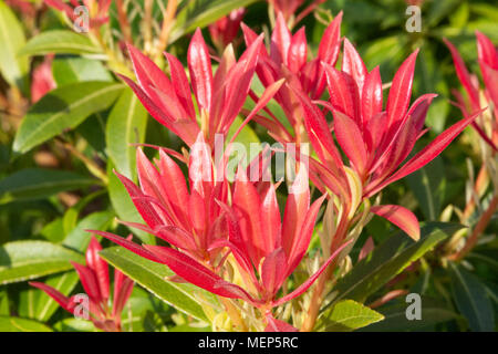 Pieris or Forest Flame (Pieris japonica). A compact, rounded, evergreen shrub grown for its early display of spring flowers. Stock Photo