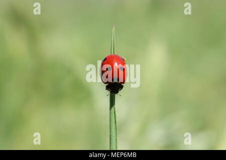 Red ladybird on stalk of grass in selective focus Stock Photo