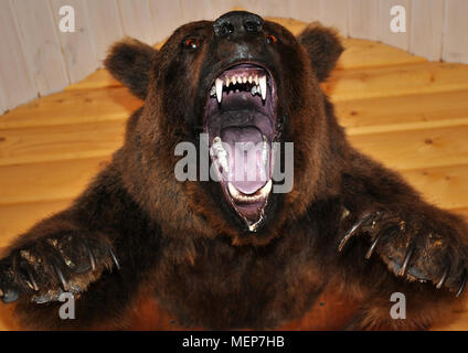 On the wall hangs a stuffed bear head with an open mouth. Stock Photo