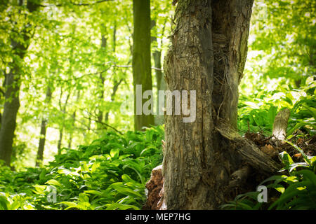 old tree trunk in green forest Stock Photo