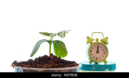 Plant grow with alarm clock Stock Photo