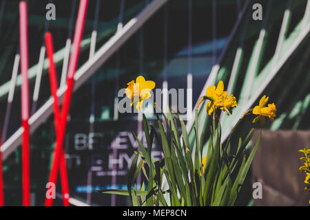 DUBLIN, IRELAND - April 21st, 2018: daffodils in front of the Bord Gais Theatre shot at shallow depth of field Stock Photo