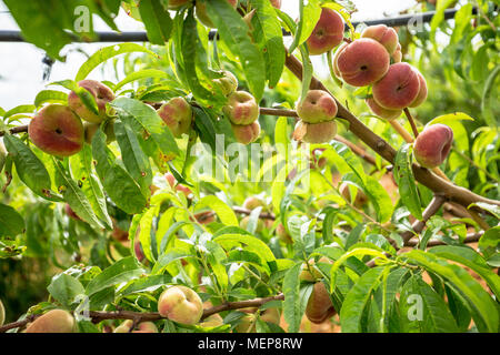 Close-up of branches with donut peaches and green leaves. Peach tree Stock Photo