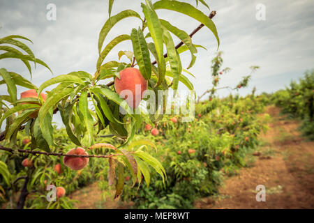 Close-up of a peach on a branch with green leaves. Peach orchard and dirt path in the background Stock Photo