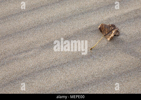 Close-up of the leaves on a sandy beach. Stock Photo