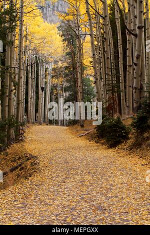 Fall colors in the Sedona/Flagstaff regions Stock Photo - Alamy