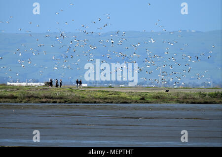 Thousands of birds flying around people Stock Photo