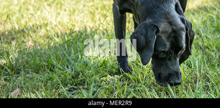 Black labrador retriever pointer mix dog sniffing the grass. Stock Photo