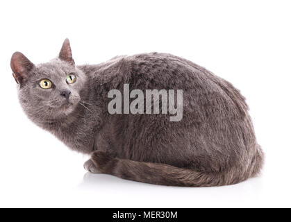 Cat without breed. A simple gray cat