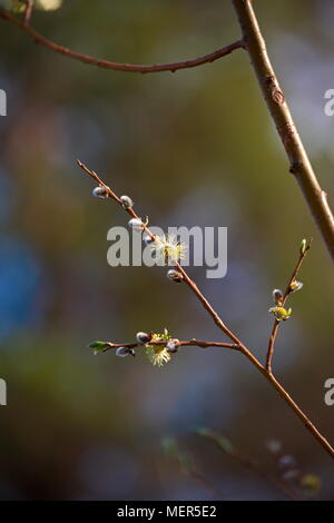 Close up of willow catkins flowering on a sunny spring day. Stock Photo