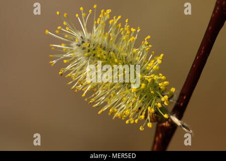 Close up of willow catkins flowering on a sunny spring day. Stock Photo