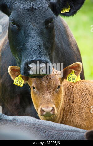 Brown cows and calves on a meadow in summer Stock Photo