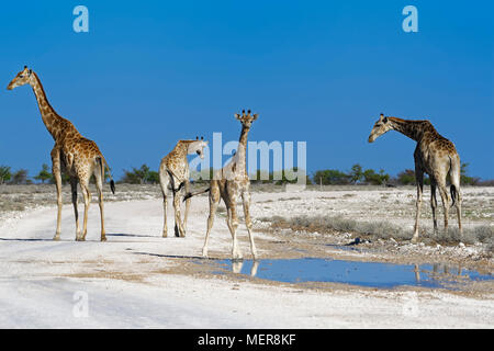 Namibian giraffes (Giraffa camelopardalis angolensis), herd gathered around a puddle of rainwater, Etosha National Park, Namibia, Africa