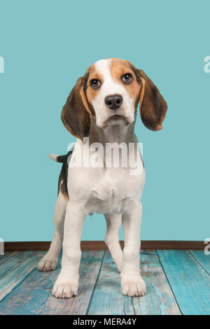 Cute beagle puppy dog standing on a blue studio setting looking at camera Stock Photo
