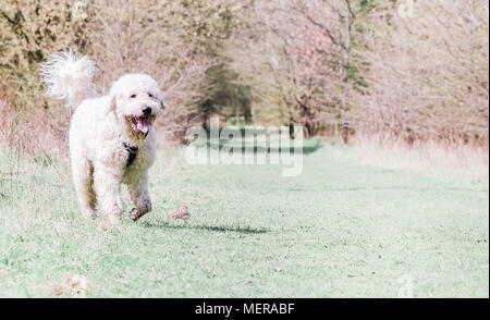 Golden Doodle dog out on a walk in the countryside, UK Stock Photo