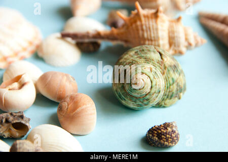 Seashells flat lay pattern on blue background, sea vacation background, top view Stock Photo