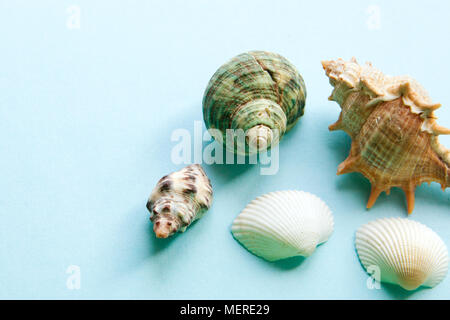 Seashells flat lay pattern on blue background, sea vacation background with copy space, top view Stock Photo
