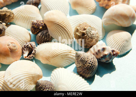 Seashells flat lay pattern on blue background, sea vacation background close up Stock Photo