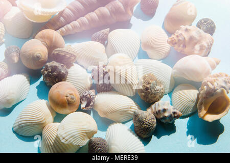 Seashells in sunlight flat lay pattern on blue background, sea vacation background, top view Stock Photo